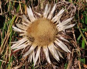 67 Carlina acaulis (Carlina bianca)